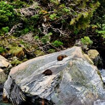 20250501_142641 During our Milford Sound cruise we spoted a couple of New Zealand fur seals basking in the sun on Seal Rock.