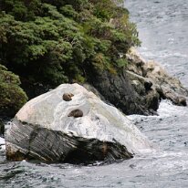 IMG_2510 That’s right, these guys have their very own rock! Located close to the Tasman Sea, Seal Rock is often occupied by New Zealand fur seals (also known as Kekeno)...