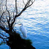 IMG_2556 A Great Egret perches on a tree stump on Lake Wakatipu in Glenorchy.