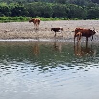 20250507_100554 The river was used as the only means of transport from the coast to the interior right up until the late 1950’s. The travel time for many villagers from Navosa...