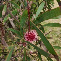 20250411_095241 The pin cushion hakea is a native West Australian tree that has become popular in certain countries around the world due to its spectacular pin cushion flowers...
