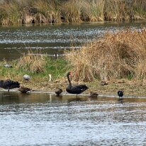 20250411_095433 Black swans and ducks along the banks of the Painkalac Creek.