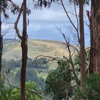 20250411_134024 A view of the surrounding hills in Otway forest as we travel along the Great Ocean Road