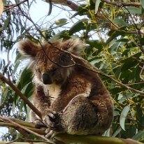 20250411_134628 Koalas are instantly recognizable with a large head, large furry ears, and large black furless nose; they have a stout body with a greatly reduced tail. They...
