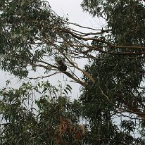 IMG_2095 Koalas prefer larger trees because the bigger the tree, the stronger will be its branches. As a result of that, the Koalas can hold on firmly to the tree...
