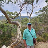 20250413_092017 Sharon in front of an interestingly shaped Eucalyptus tree.