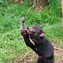 20250413_102950 The Tasmanian devil is a carnivorous marsupial. It was formerly present across mainland Australia, but became extinct there around 3,500 years ago; it is now...