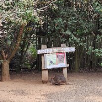 20250413_104447 Pademelons are some of the smallest members of the macropod family, which includes the similar-looking but larger kangaroos and wallabies. Pademelons are...