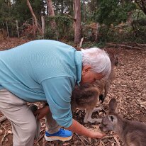 20250413_105724 The forester kangaroos, native to Tasmania, are very docile and less aggressive than their Australian relatives. You are able to feed them and pet them as well.