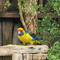 20250413_114025 The green rosella or Tasmanian rosella is a species of parrot native to Tasmania and Bass Strait islands.