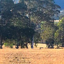 20250415_075301 Today we head to Kangaroo Island. On our way we noticed some wild kangaroos out in the fields.