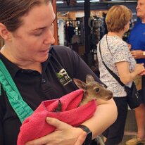 20250415_112716 Our favorite to find at Emu Ridge was this little joey named Joy. At Emu Ridge they take care of orphaned joey's.