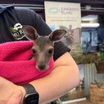 IMG-20250417-WA0004 If people see a dead animal on the road please they can check the pouches for little ones and it you find a baby or injured animal call the local vet or...