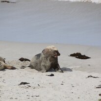 IMG_2124 Aus­tralian sea lions are part of a group known as ​‘eared’ seals. They use their front flip­pers to prop them­selves up and their back flip­pers to help them...