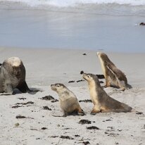 IMG_2125 These fas­ci­nat­ing crea­tures are one of the rarest species in the world and their entire pop­u­la­tion is esti­mat­ed to be less than 12,000. Of these, 85...