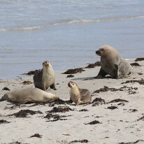IMG_2134 Seal Bay is home to the third largest colony of Aus­tralian sea lions with an esti­mat­ed pop­u­la­tion of 800. This is about five per­cent of the world’s...