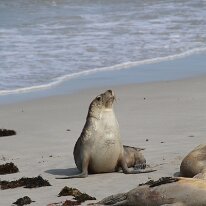 IMG_2141 The Aus­tralian sea lion dif­fers from ear­less or ​‘true’ seals (such as leop­ard seals) – these have no exter­nal ear flaps and can’t use their hind legs when...