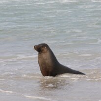 IMG_2155 They are very social ani­mals and when not feed­ing out at sea, they spend time rest­ing and sun­bak­ing on sandy beach­es and rocks.