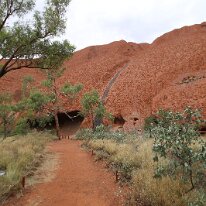 IMG_2233 Despite the area’s harsh climatic conditions, the Uluṟu-Kata Tjuṯa National Park has been blessed with rich floral and faunal diversity. It is estimated that...