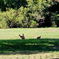 20250420_152035 Kangaroos cavort in a field near the East Point Aeromodellers Club.
