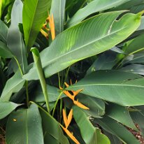20250420_153445 Off to the George Brown Darwin Botanic Gardens. Tis is a Heliconia plant, commonly known as 