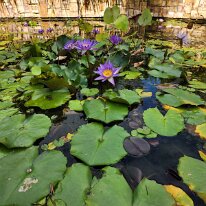 20250420_153937 Blue Lotus, a type of water lily.