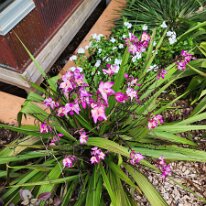 20250420_153954 Philippine Ground Orchid