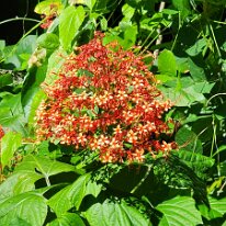 20250420_154140 Clerodendrum paniculatum, commonly known as Pagoda Flower.