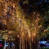 20250420_185723 This fairy-like tree was all alight in a small park on Mitchell Street in Darwin.