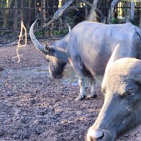 20250421_075525 These Water Buffalo were located at our bathroom break stop at Corroboree Park Tavern.