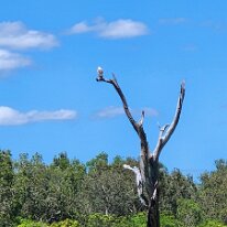 20250421_115032 A White-tailed Eagle, also known as a Sea Eagle perched high above the water in a dried tree branch.