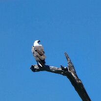 20250421_115038 A beautiful White-bellied Sea-Eagle. Their diet primarily consists of aquatic animals like fish, turtles, and sea snakes, but they also prey on birds and small...