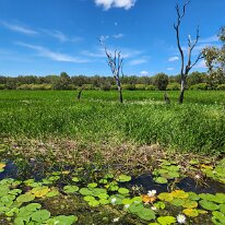 20250421_115050 The wetland area showcases a rich ecosystem with aquatic plants, including water lilies and water hyacinth, along with lush green fields and scattered trees....