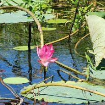 20250421_120448 The sacred lotus holds deep symbolic meaning in Buddhism and Hinduism, representing purity, enlightenment, and rebirth, as it emerges clean and beautiful from...