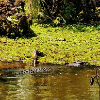 20250421_121340 Saltwater crocodiles are the largest living reptiles and the largest of all crocodilian species.