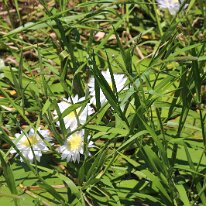 IMG_2278 English daisy or common daisy.