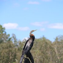 IMG_2283 This bird is an Anhinga, also known as a Darter or Snakebird. They are often called 
