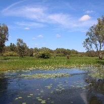 IMG_2284 The estuary had abundant vegetation that seemed to have water lilies as far as the eye could see.