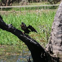 IMG_2285 Another Anhinga, or 