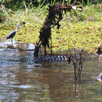IMG_2295 These are apex predators, with a diet that includes fish, mammals, and birds. They are known for their powerful bite and ambush hunting techniques.