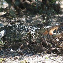 IMG_2303 Like most species in the crocodilian family, saltwater crocodiles are not fastidious in their choice of food, and readily vary their prey selection according to...