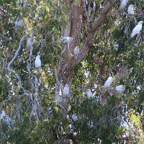 IMG_2306 The birds in the image are Little Corellas, also known as the short-billed corella or bare-eyed cockatoo. These birds are known for their playful and social...