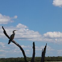 IMG_2313 Yet another Anhinga or 