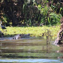 IMG_2326 The saltwater crocodile population in Australia is estimated at 100,000 to 200,000 adults.