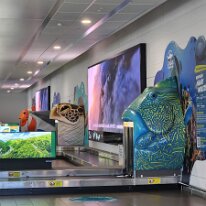20250422_092658 The baggage claim area at Cairns Airport in Australia, featuring decorative sculptures of marine life. These sculptures, including a humphead maori wrasse (the...
