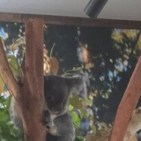20250422_104119 Now we are off to the Cairns Koalas and Creatures located on the pier where you can pose next to a koala perched on a branch or......