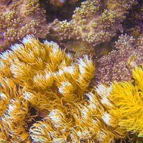 DSCN1661 Sun Coral or Orange Cup Corals - Sun Corals are a species of coral that do not rely on sunlight for energy, unlike many other corals. They are deep-sea dwellers...