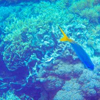DSCN1671 Yellow and Blueback Fusilier - It is characterized by its bright yellow caudal fin, caudal peduncle, and upper body from just anterior to the dorsal fin, with...