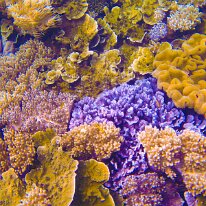 DSCN1693 A mix of coral types - Pavona coral, also commonly known as Cactus Cora, Montis or Digis, leaf plate montipora, Montipora digitata, also known as finger coral