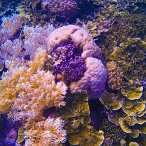 DSCN1695 In the center of this picture is a beautiful Montipora coral with its purple color corallites in the center.